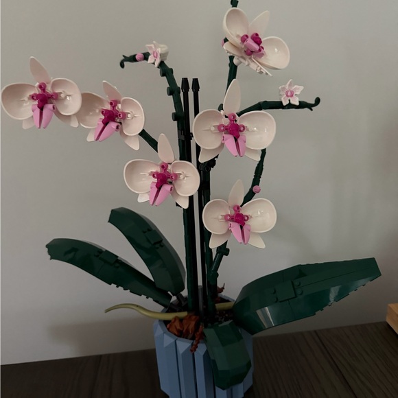 tulipkm2